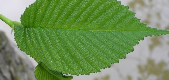 slipper elm slippery elm tree slippery elm benefits slipper elm slippery elm tree slippery elm benefits