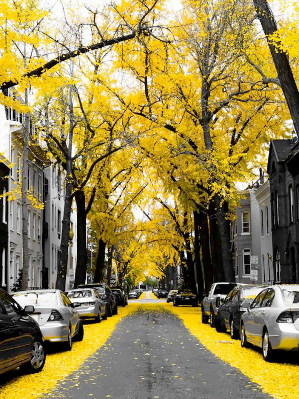 Flowery Streets - Washington DC, USA