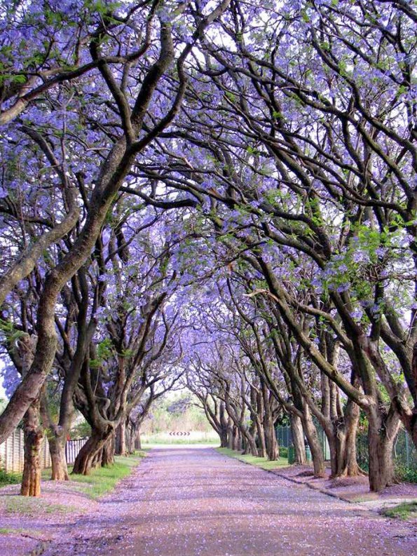 Flowery Streets - Cullinan, South Africa