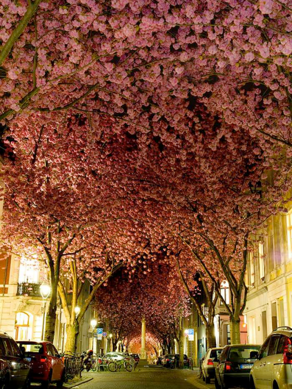 Flowery Streets - Bon, Germany