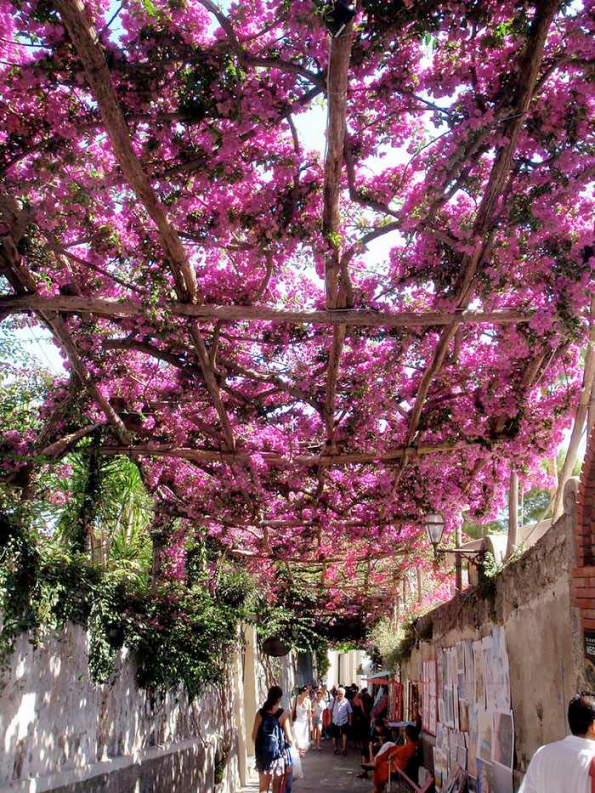 Flowery Streets - Positano, Italy