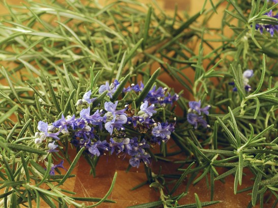 Rosemary Benefits