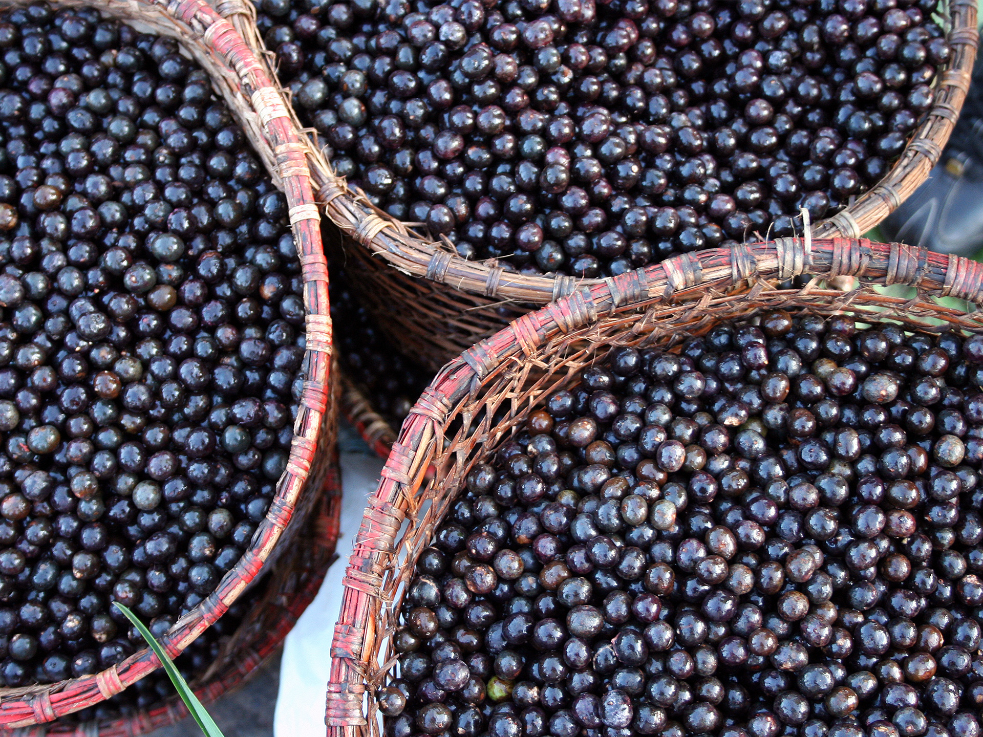 Acai Berry Benefits