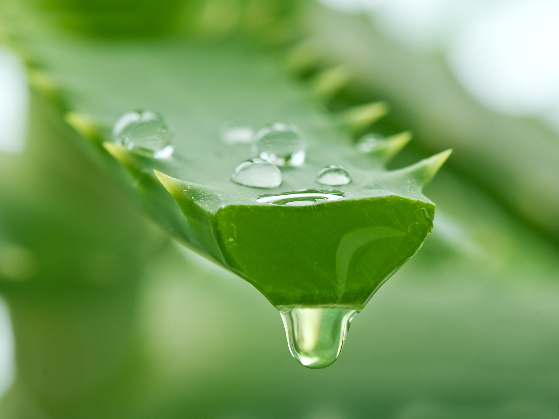 Aloe Vera Benefits