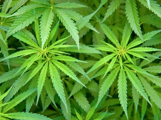 Hemp - Cannabis Sativa