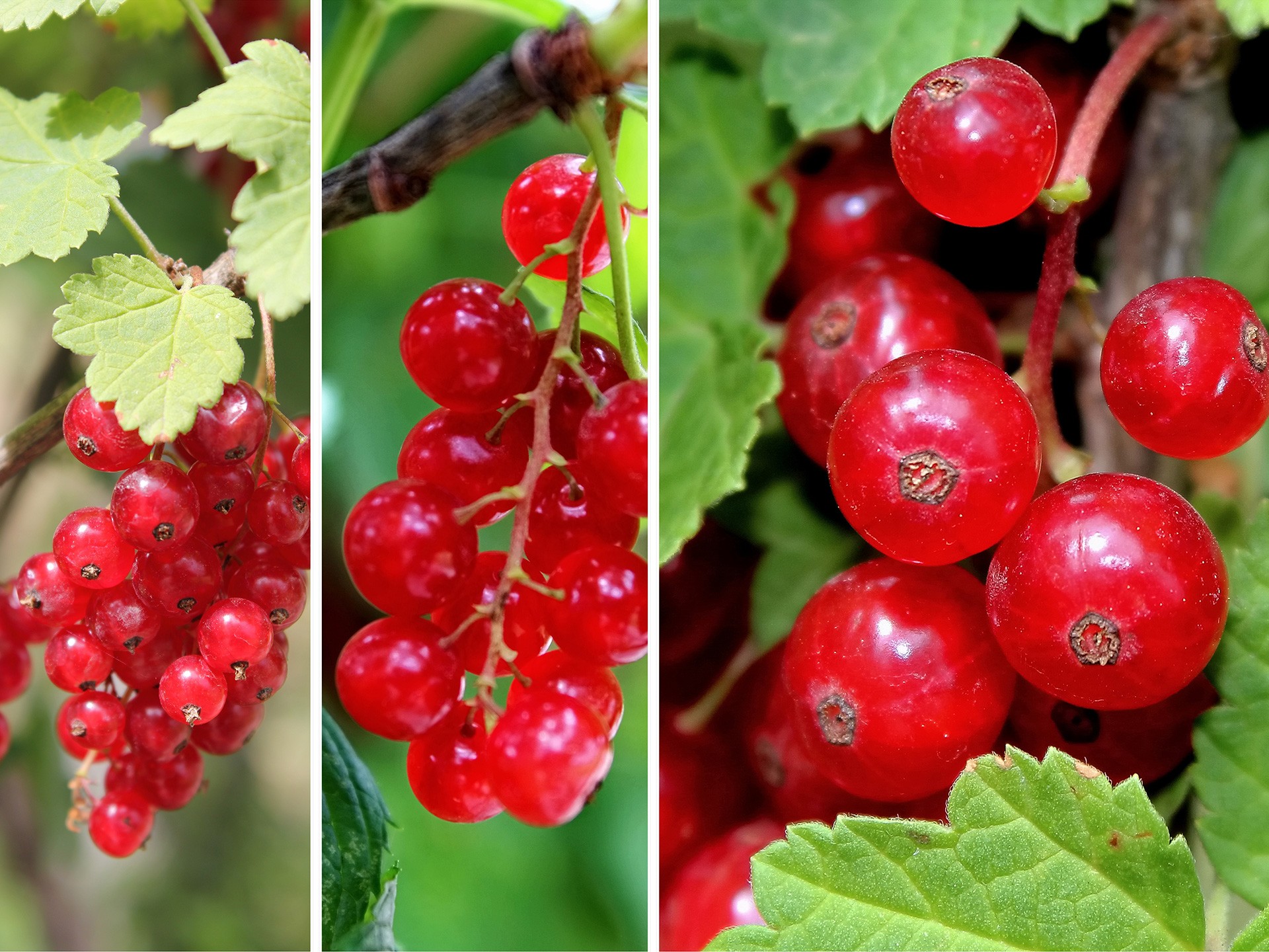 Lingonberry Fruit Benefits