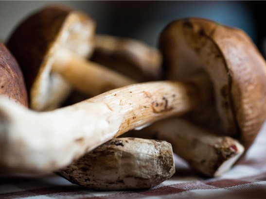 Mushrooms Benefits