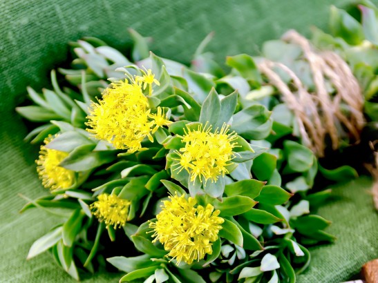 Rhodiola Rosea Benefits