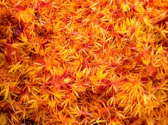 All About Saffron