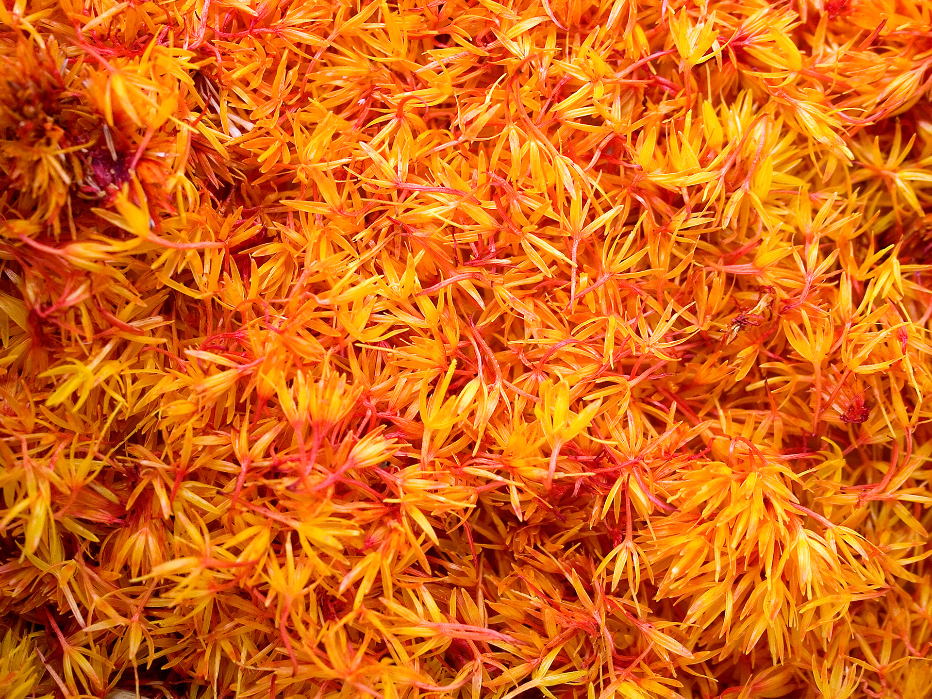 All About Saffron