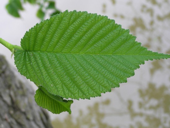Slippery Elm Tree - Slippery Elm Bark Benefits